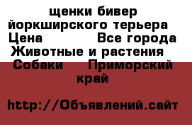 щенки бивер йоркширского терьера › Цена ­ 8 000 - Все города Животные и растения » Собаки   . Приморский край